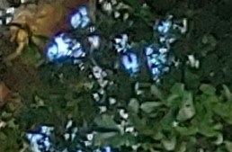 Governors House Apartments in Huntsville, AL